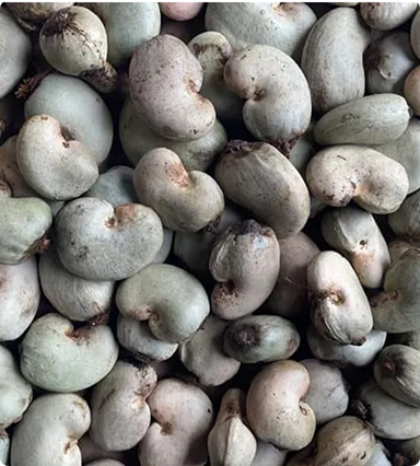 Raw Cashew Nut