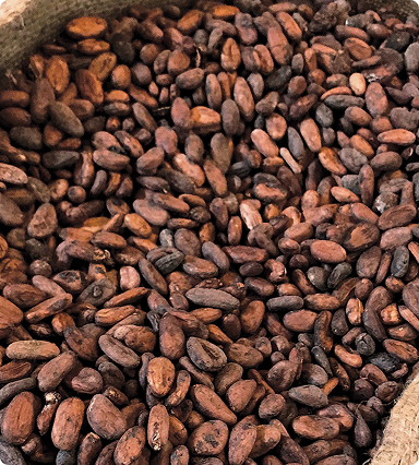 Cocoa Beans