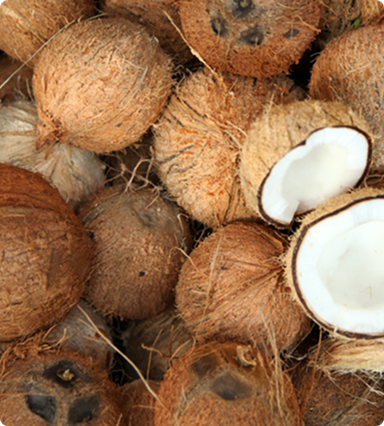 Coconut
