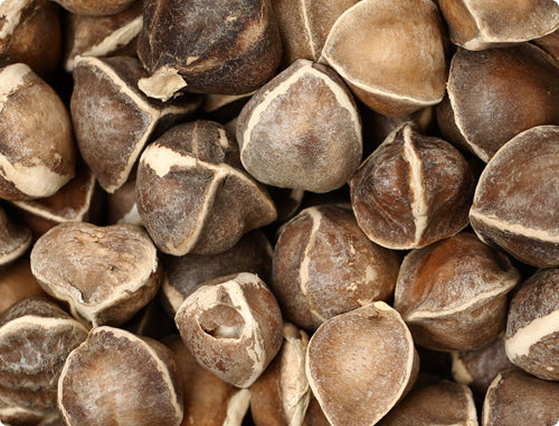 Moringa Seeds