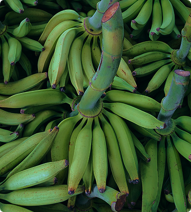 Fresh Plantain