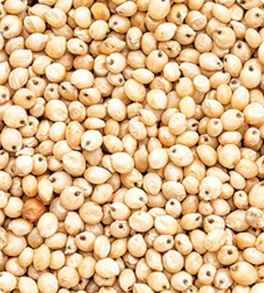Sorghum